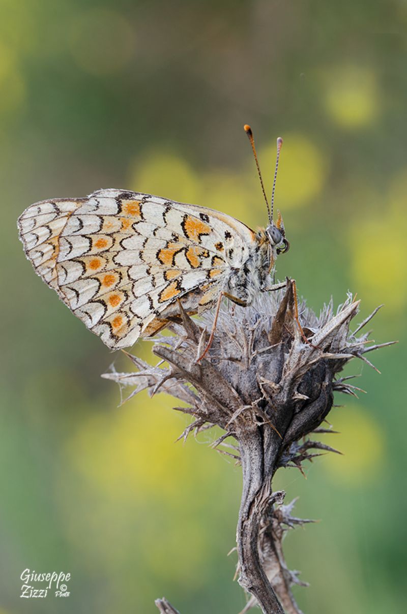 Melitaea ornata o phoebe?