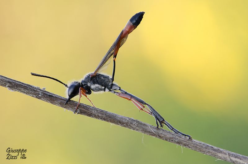 Sphecidae: Ammophila heydeni heydeni