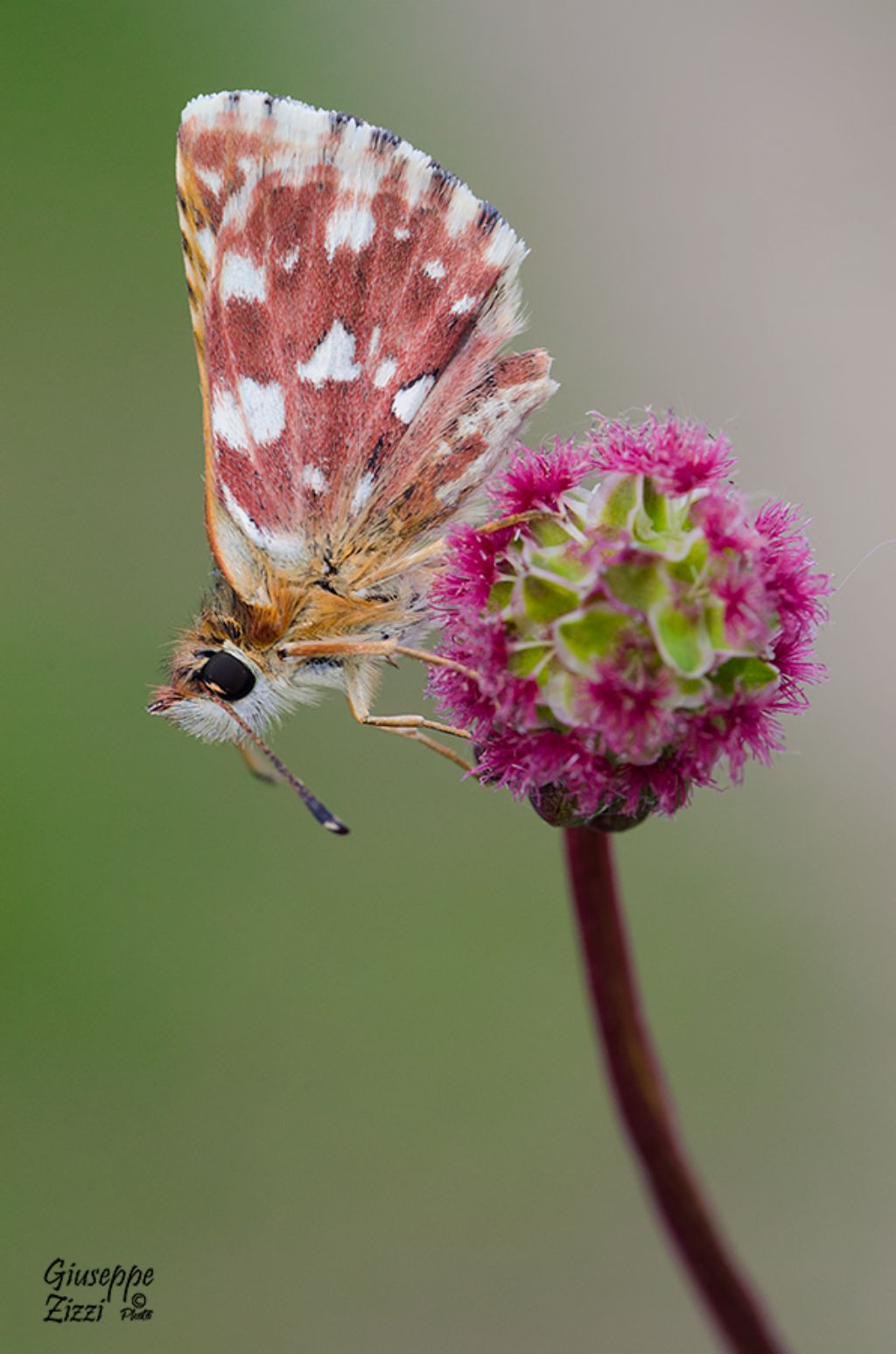 Pyrgus da identificare - Spialia sertorius