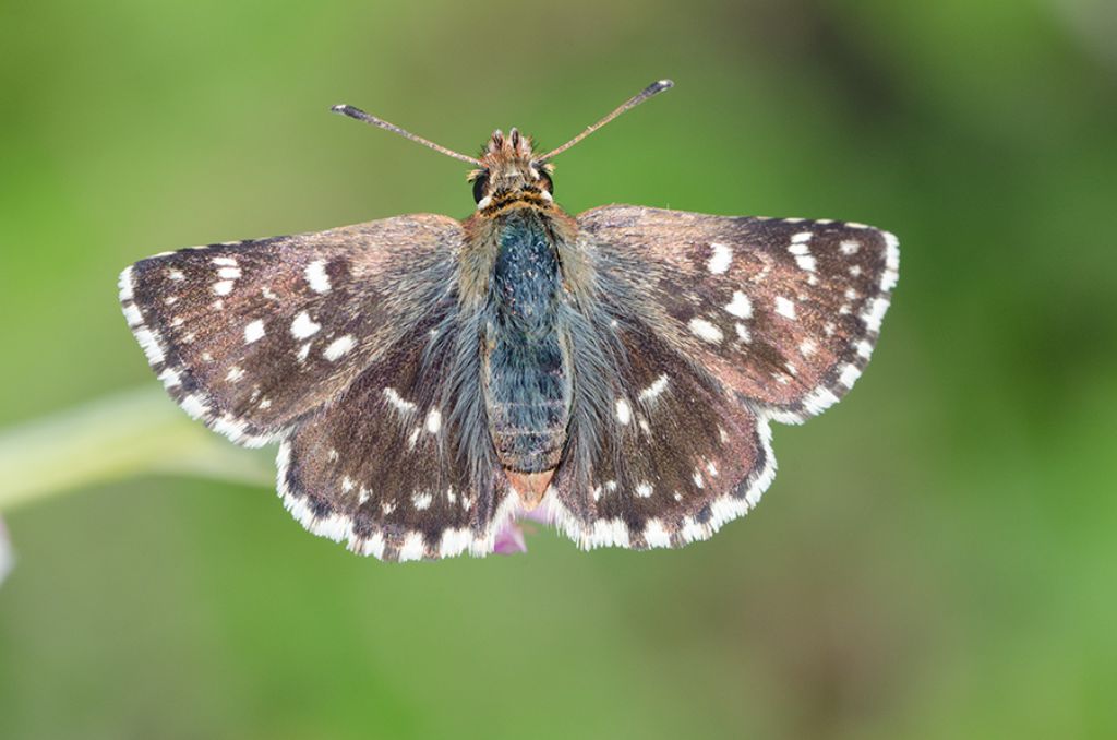 Pyrgus da identificare - Spialia sertorius