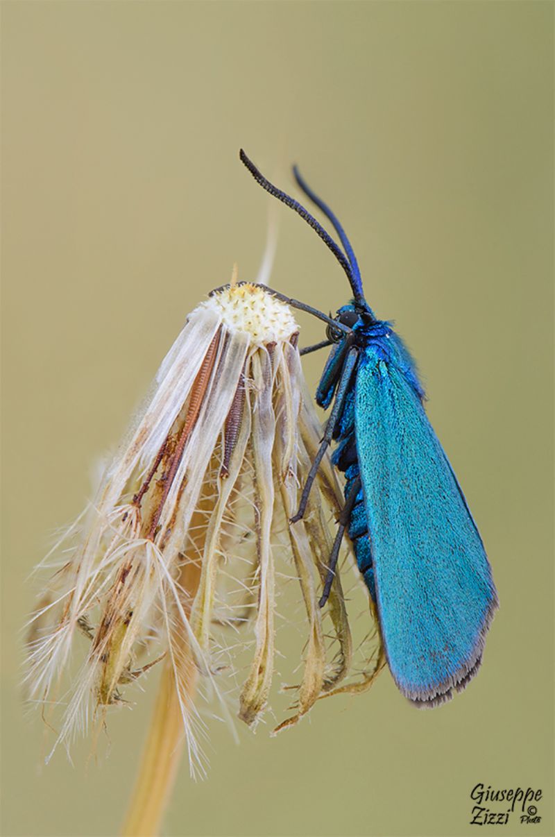 Zygaenidae da identificare - Adscita sp. o Jordanita sp.