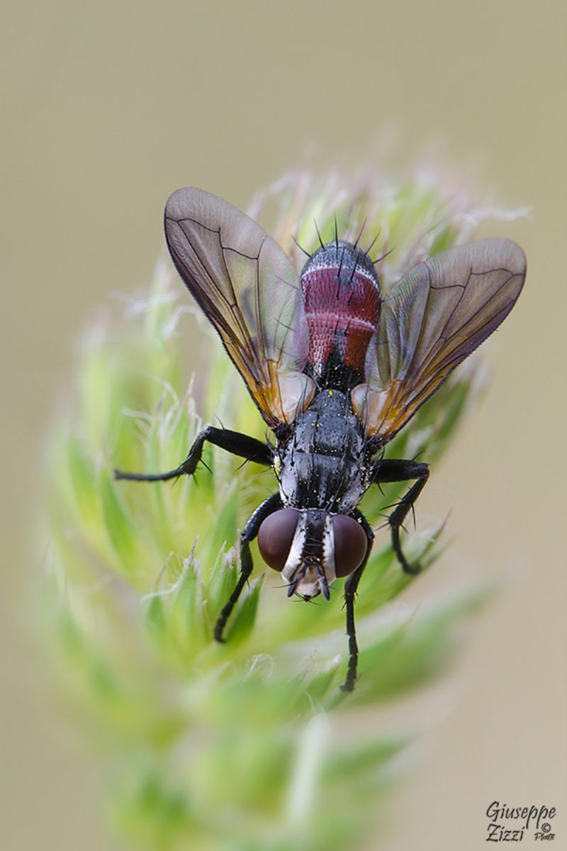 Tachinidae: Cylindromyia sp.