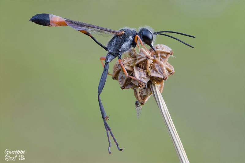 Ammophila heydeni heydeni, Sphecidae