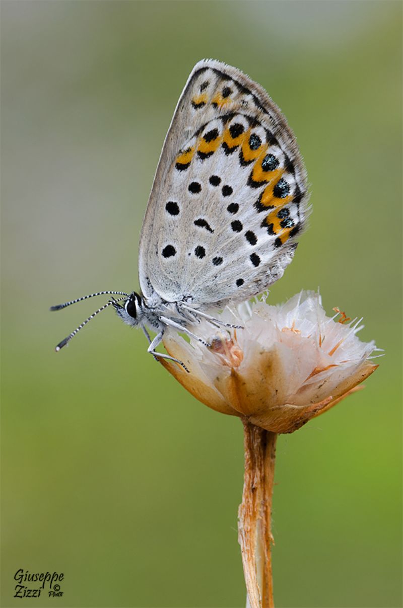 Licenide da identificare - Plebejus sp.