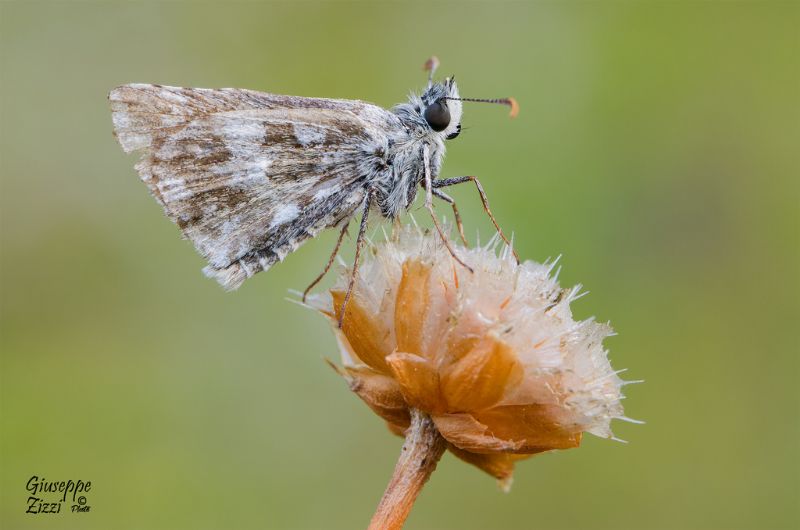 Pyrgus chartami? No, Pyrgus sp.