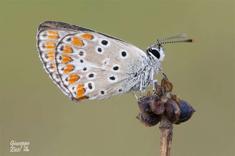 Licenide da identificare - Aricia agestis