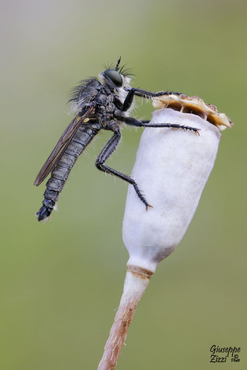 Asilidae: maschio del gruppo Machimus/Tolmerus