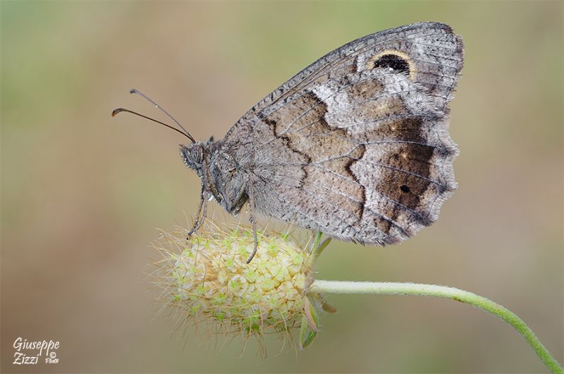 Hypparchia da identificare - Hipparchia (Neohipparchia) statilinus , Nymphalidae