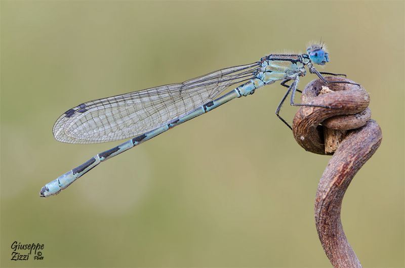 Coppia di Enallagma cyathigerum