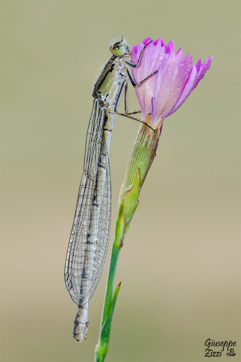 Coppia di Enallagma cyathigerum