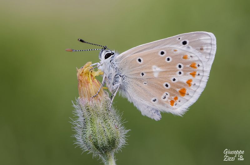 Licenide da identificare - Polyommatus (Polyommatus) dorylas