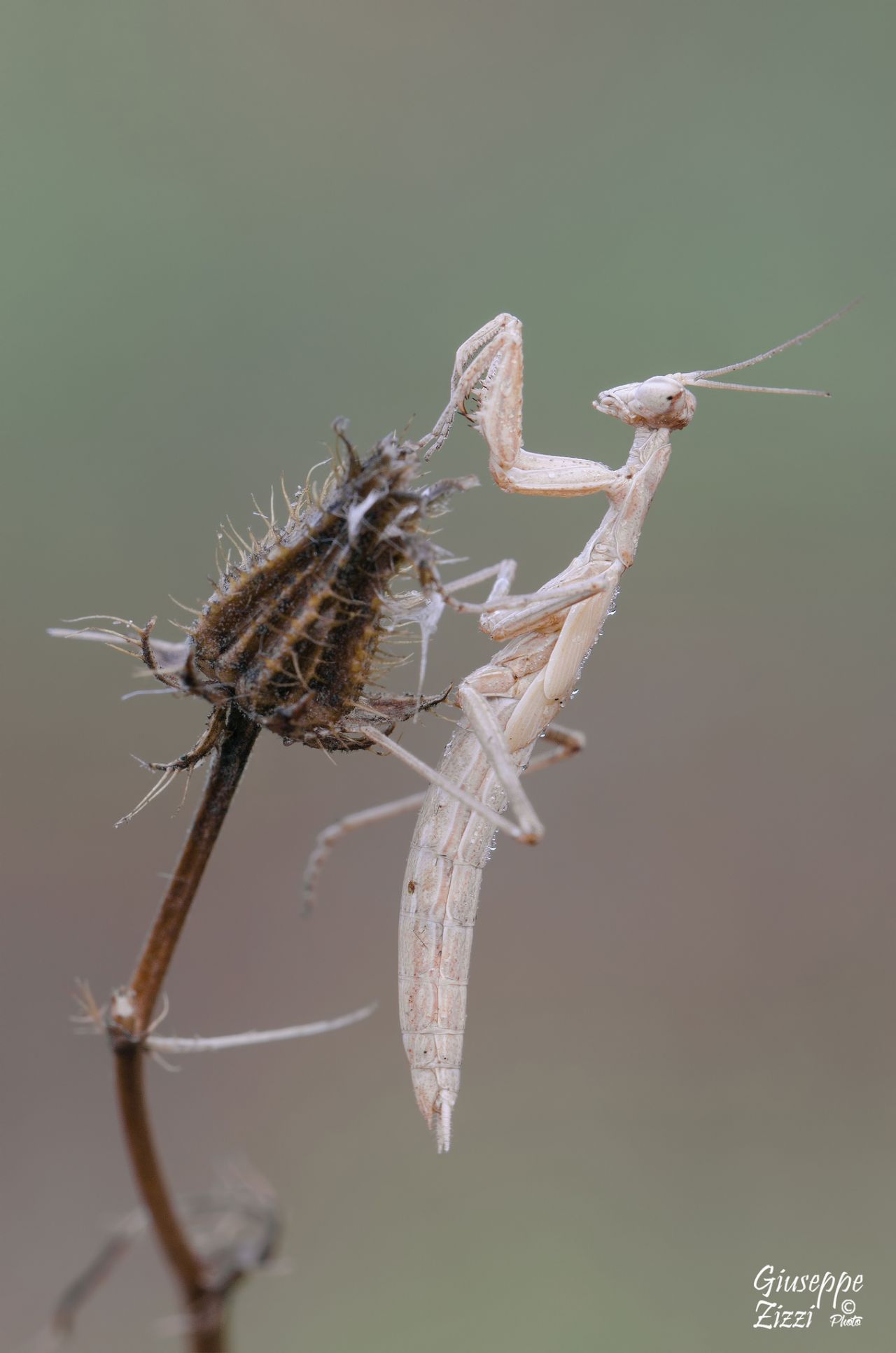Da identificare: mantis o ameles?   Ameles decolor