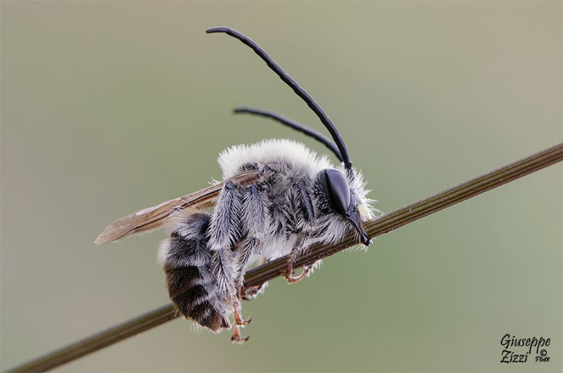 Imenottero da identificare: Eucera sp. (Apidae)