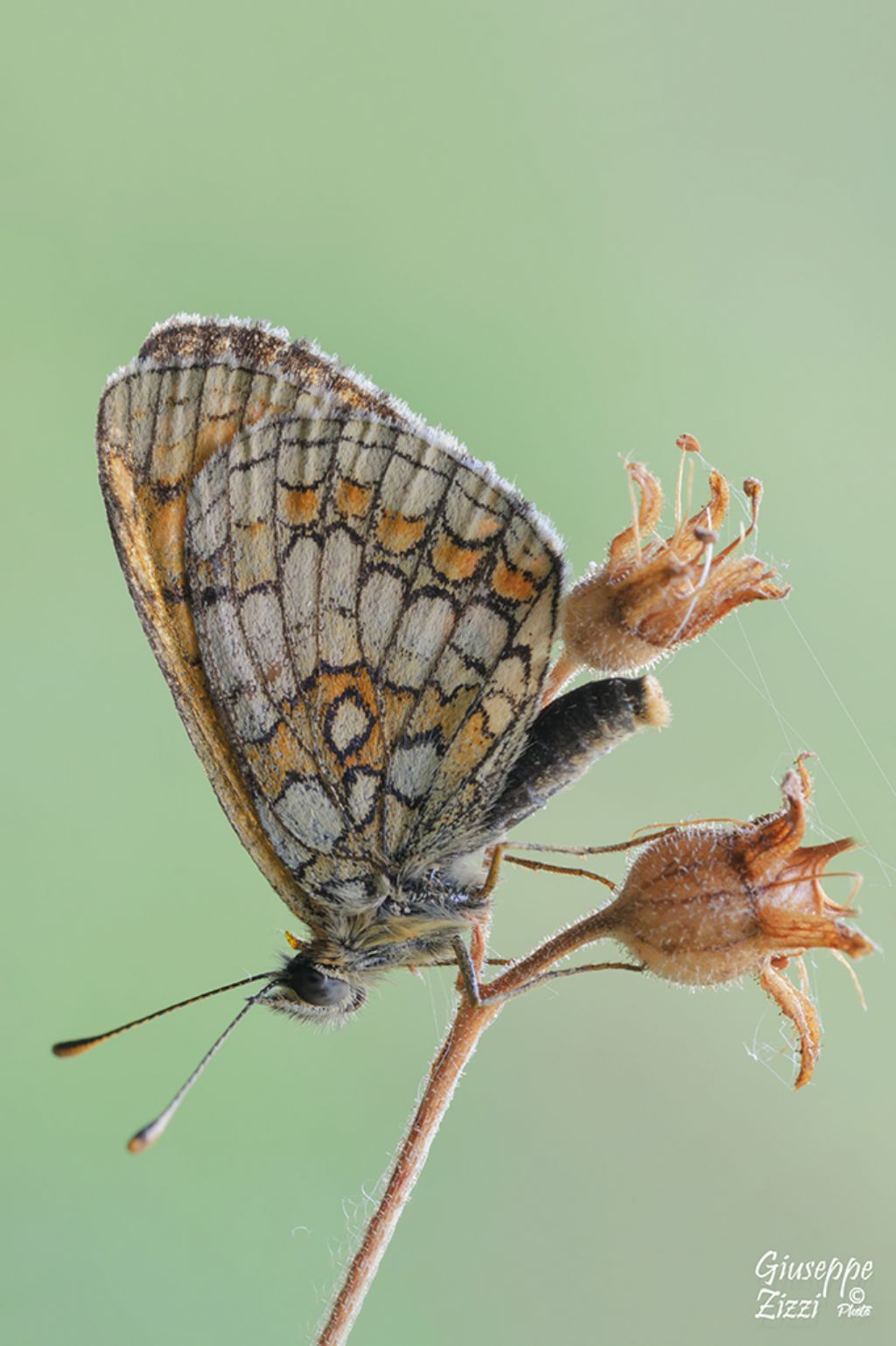 Melitaea athalia ?  No, Melitaea sp. (M. nevadensis o M. varia)