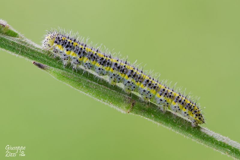 Bruco da identificare - Pontia edusa, Pieridae