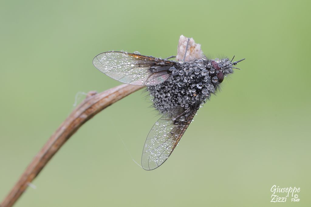 Tachinidae?  No, Bombyliidae