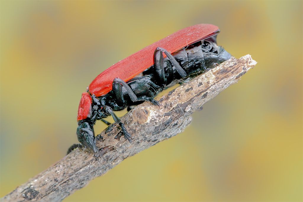 Pyrochroidae: Pyrochroa coccinea