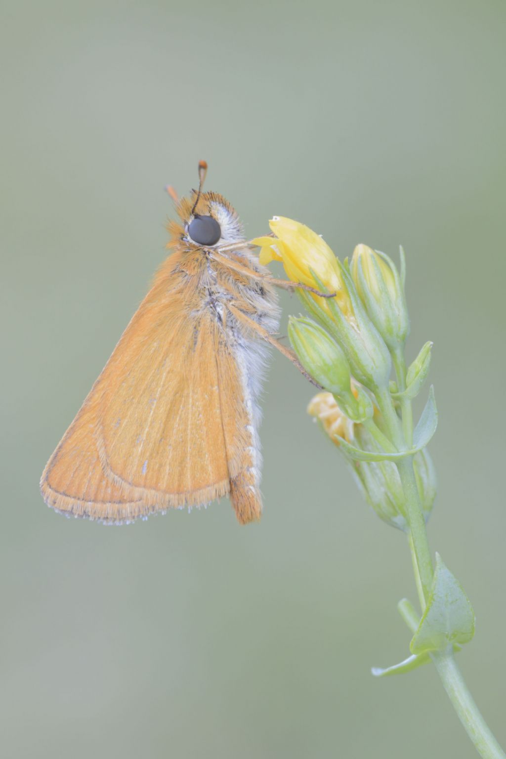 Tymelicus acteon o sylvestris?  Tymelicus acteon