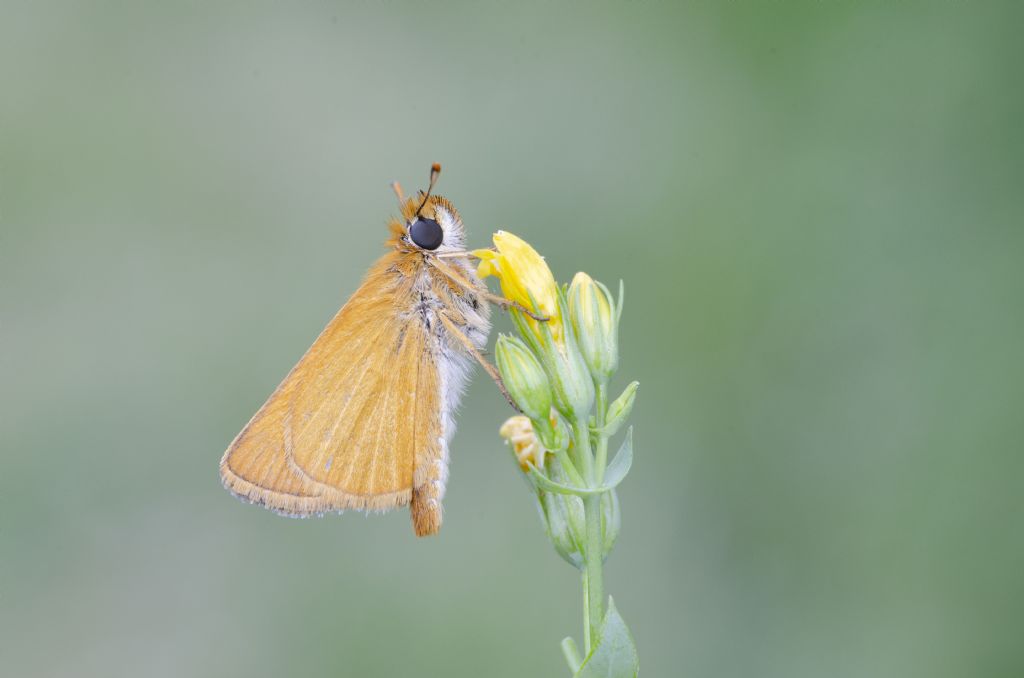 Tymelicus acteon o sylvestris?  Tymelicus acteon