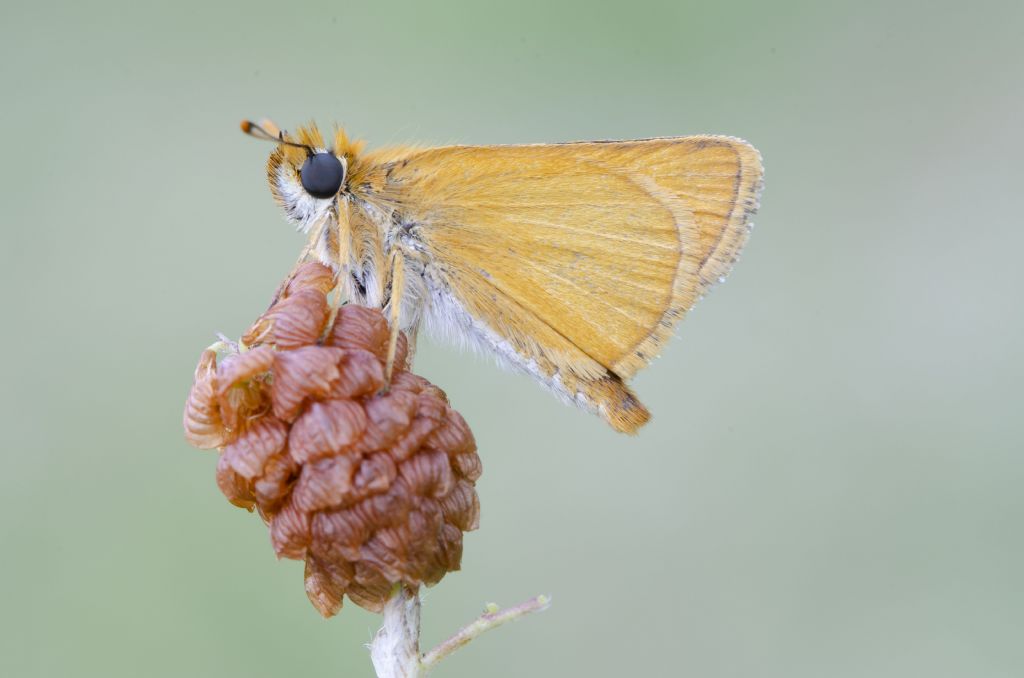 Tymelicus acteon o sylvestris?  Tymelicus acteon