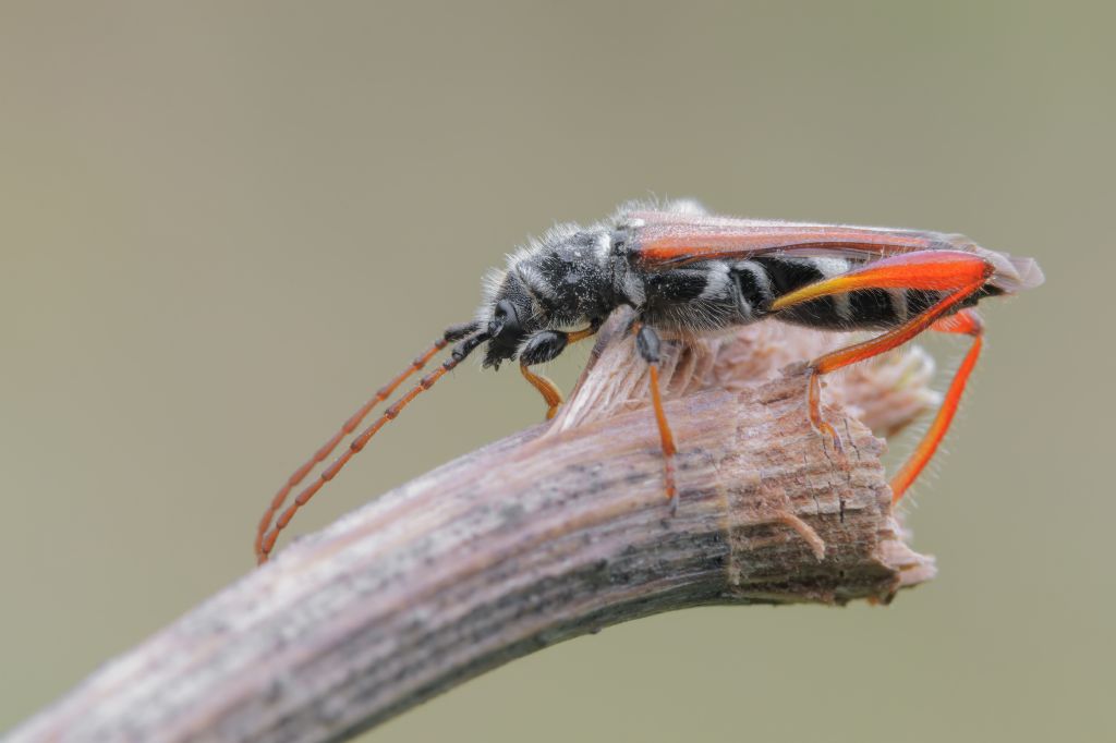 Cerambycidae: Stenopterus rufus