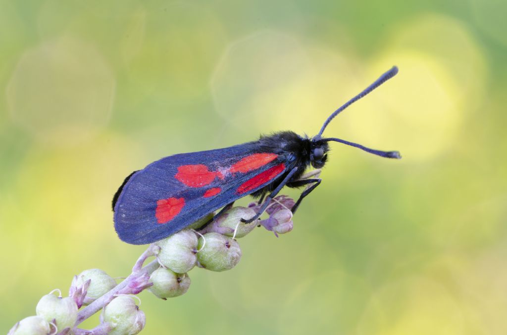 Zygaena romeo