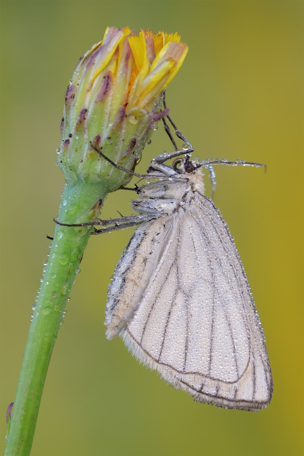 Lepidottero da identificare - Siona lineata, Geometridae