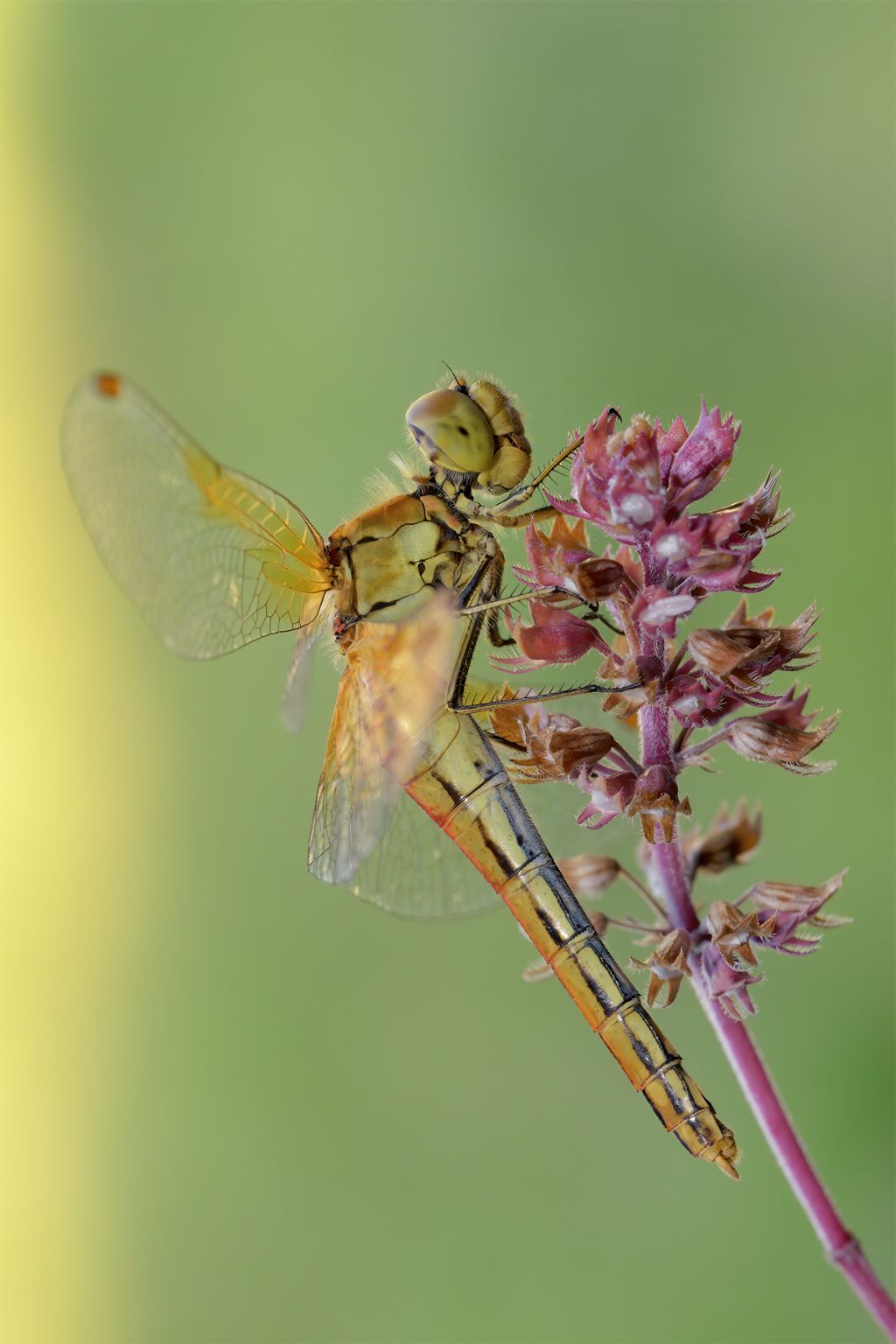 Da identificare: Sympetrum flaveolum, femmina