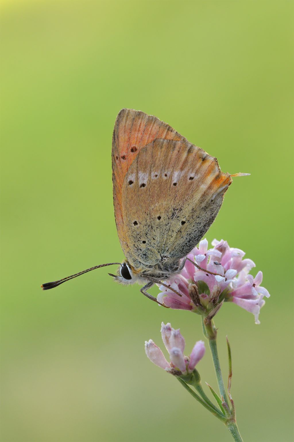 Lycaena virgaureae? S