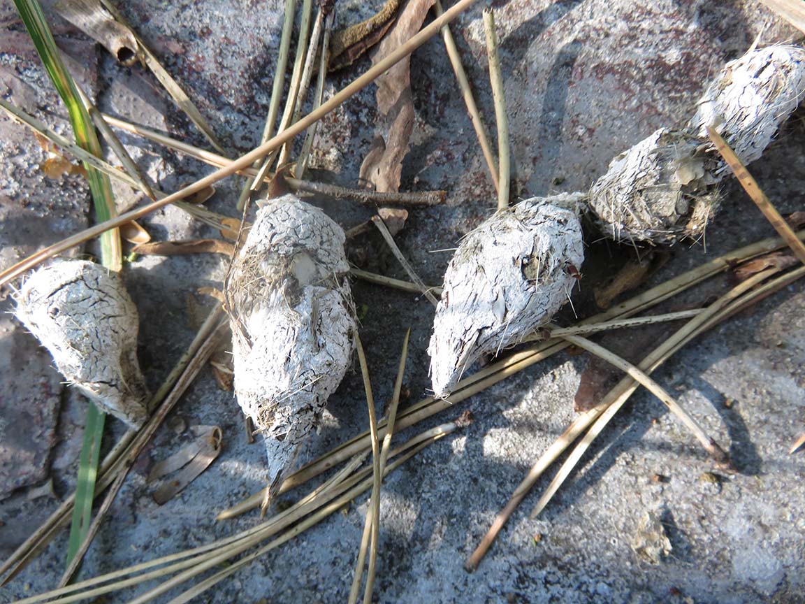 identificazione escrementi