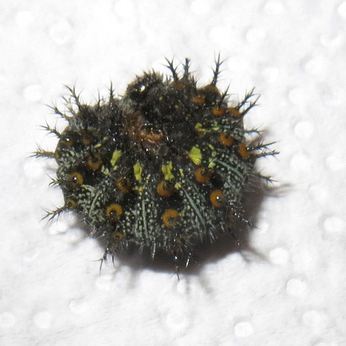 larva di Vanessa atalanta ?  S !