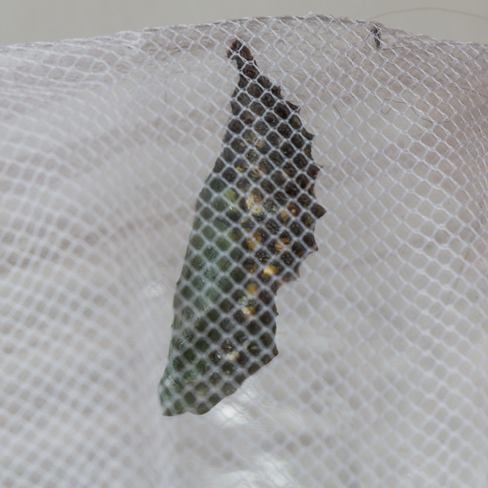 larva di Vanessa atalanta ?  S !