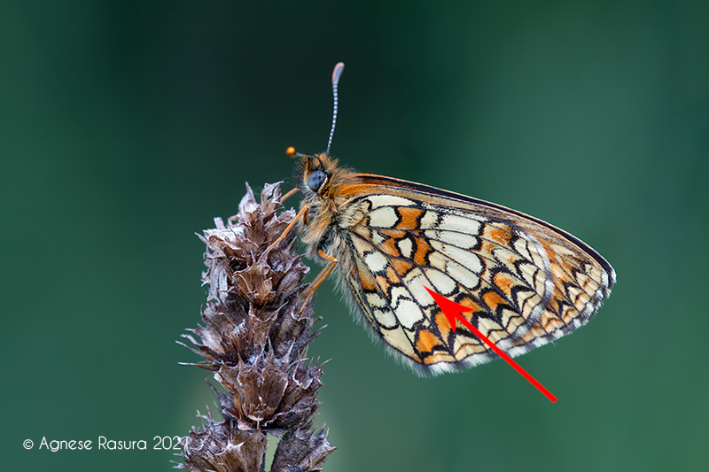 Melitaea athalia entrambe ?