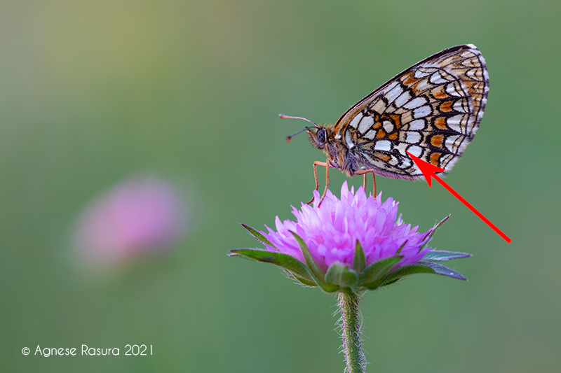 Melitaea athalia entrambe ?