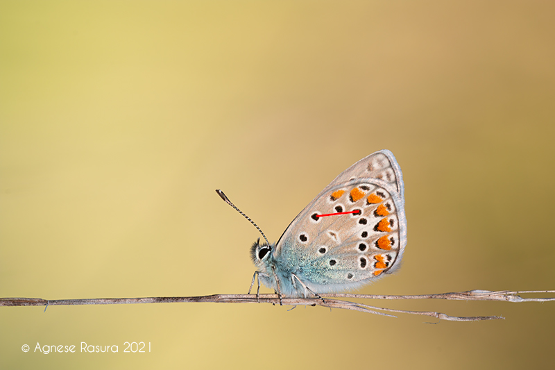 Polyommatus thersites ?