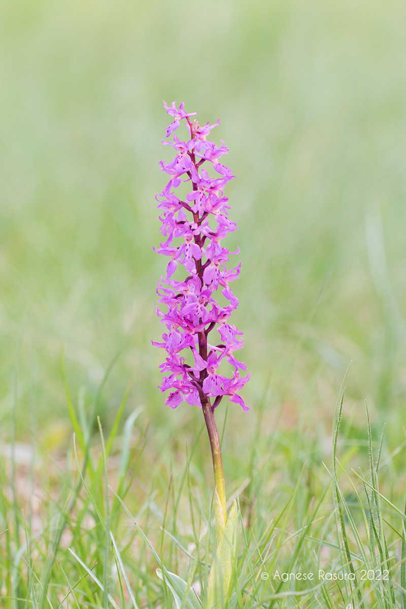 Orchis mascula ?