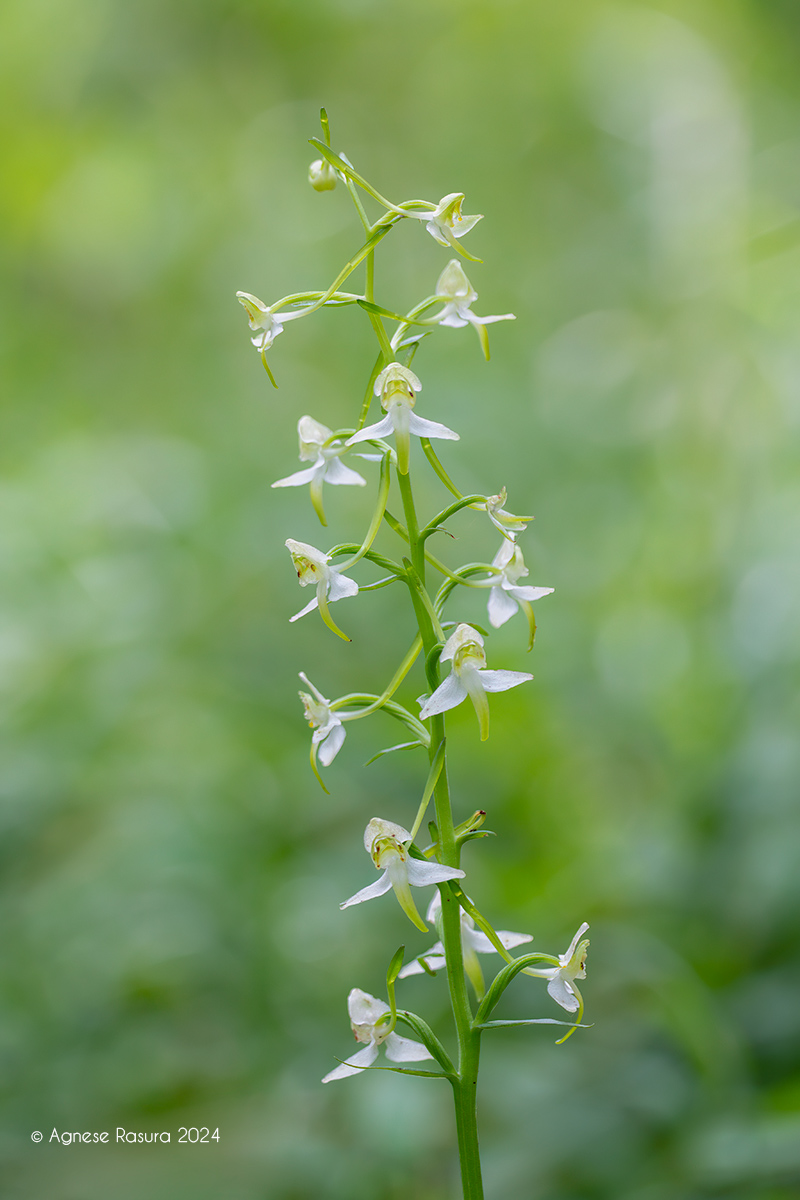 Platanthera chlorantha ?