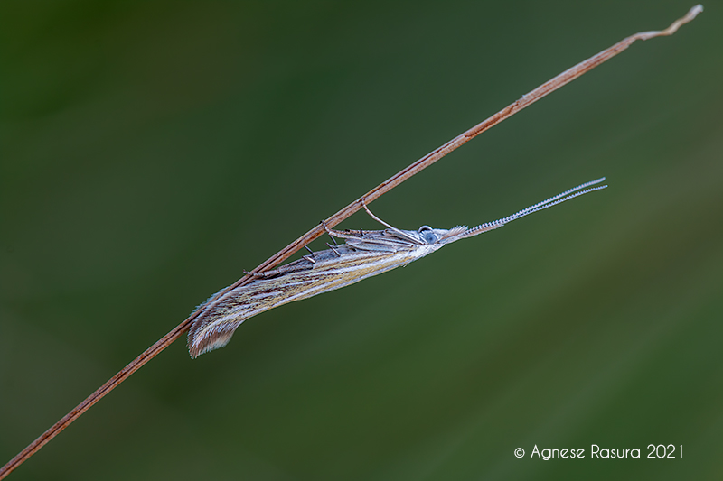 Coleophora ? Se si quale ?