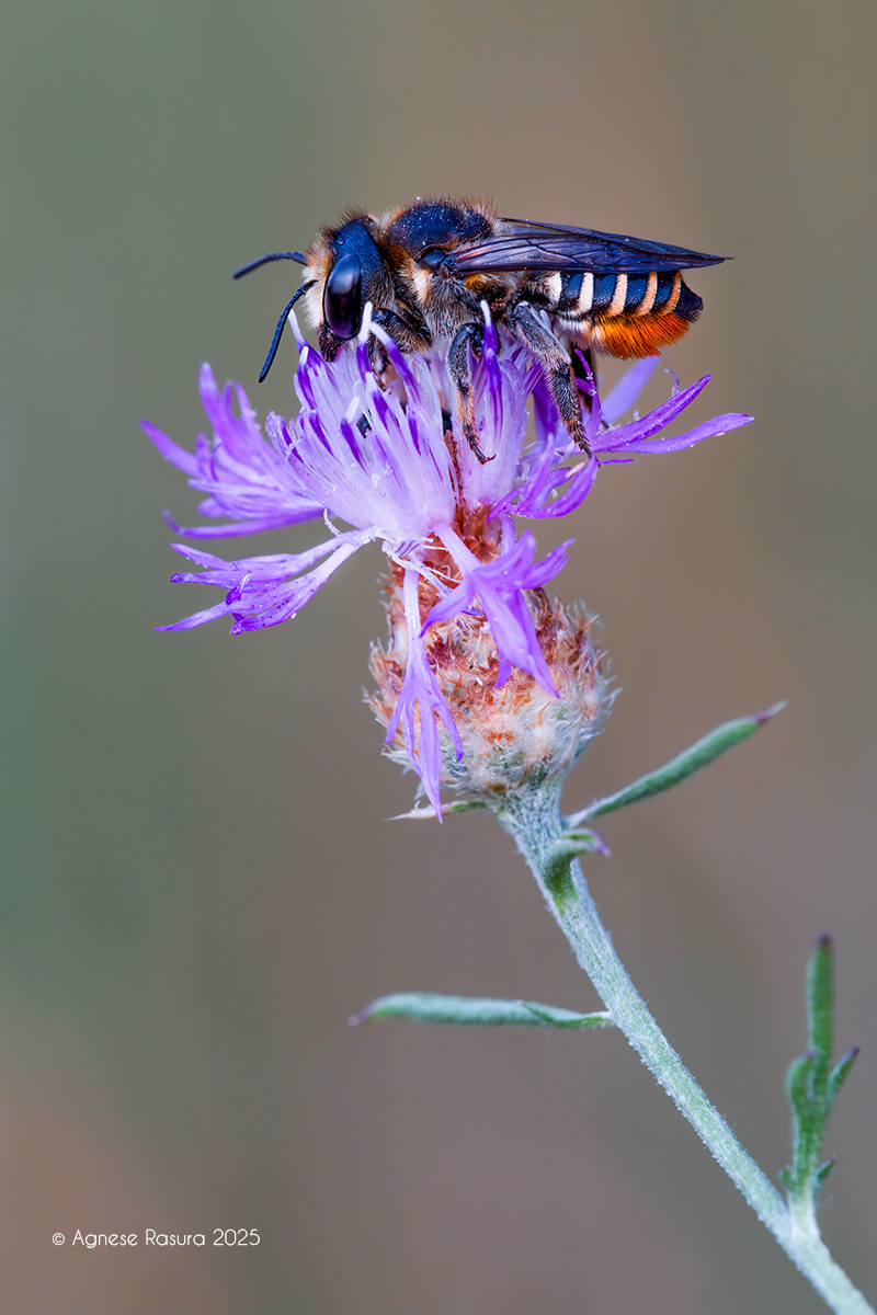 Megachilidae: Megachile pilicrus? Megachile cf. pilicrus