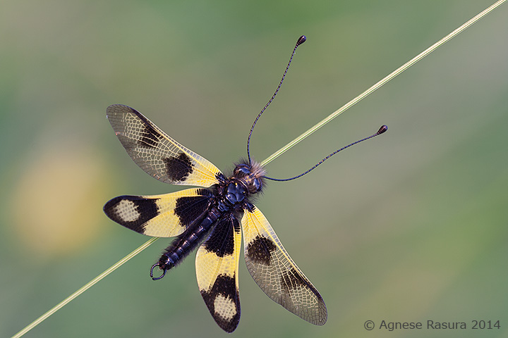 Libelloides coccajus? No. maschio di Libelloides macaronius