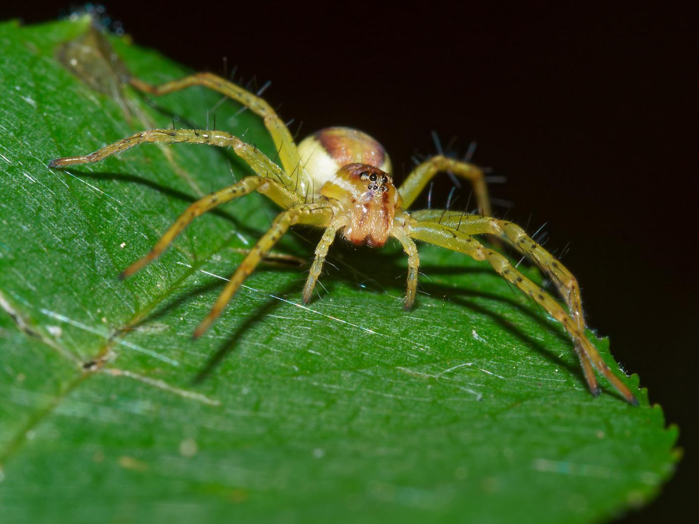 Dolomedes sp., giovane - Milano