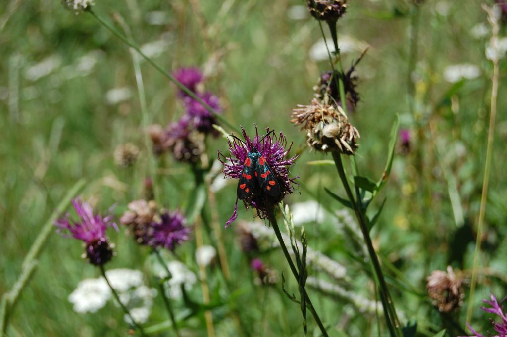 Zygaena da confermare