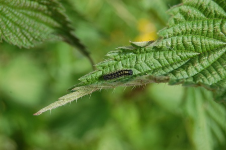 bruco di Vanessa atalanta?