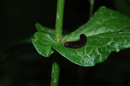 bruco nero