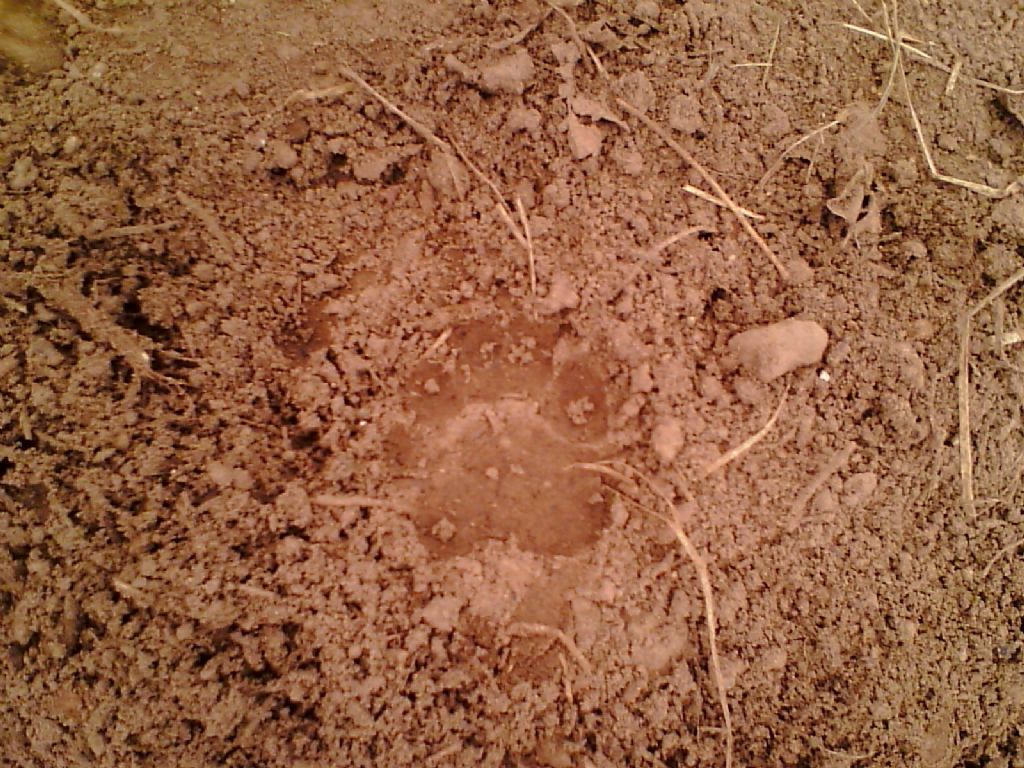 Orma Carso triestino