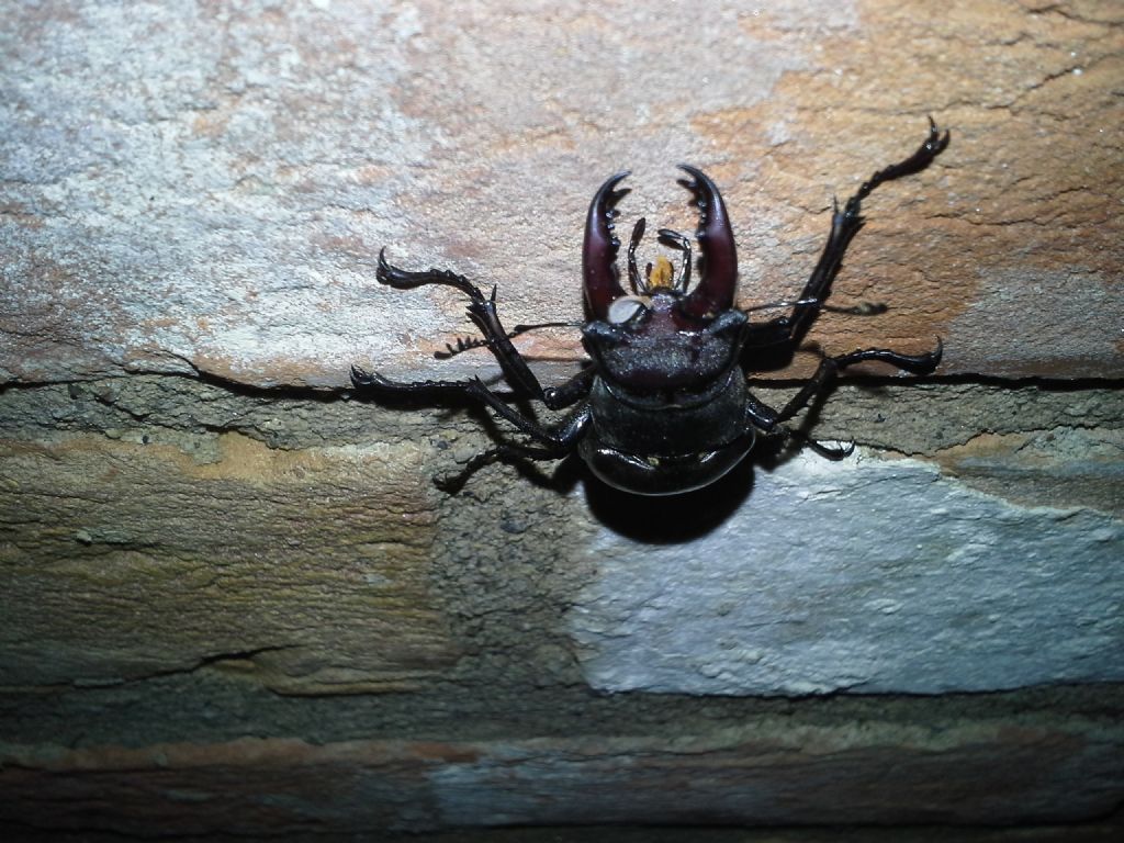 Lucanus cervus e Oryctes nasicornis