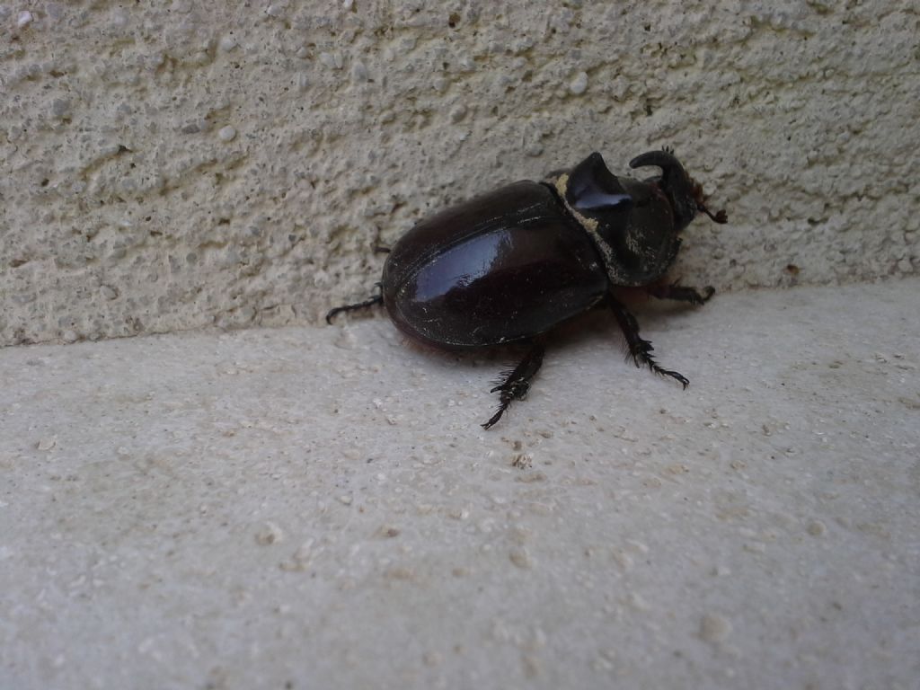 Lucanus cervus e Oryctes nasicornis