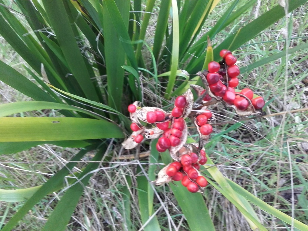 Chamaeiris foetidissima (=Iris foeditissima) / Giaggiolo puzzolente