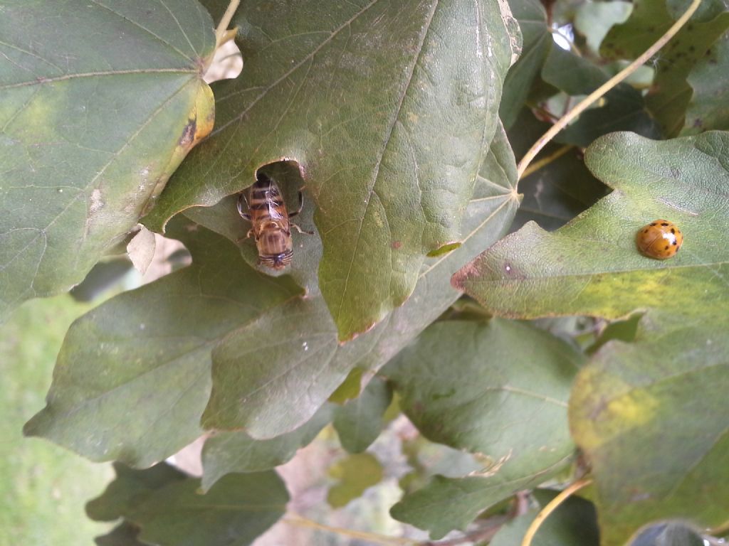 Eristalinus taeniops, femmina  (Syrphidae)