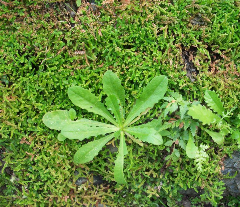 Selaginella denticulata